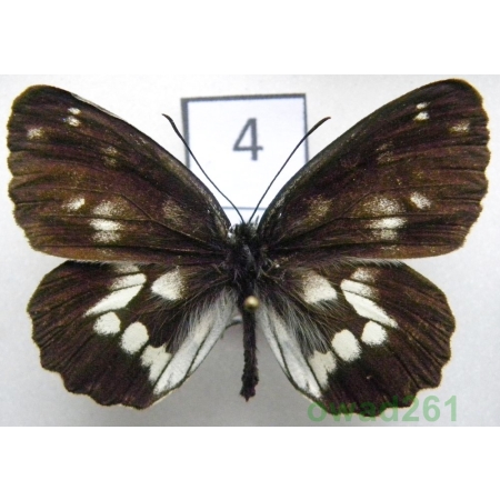 Melanargia galathea ssp. magdalenae Reichl, 1975 Italia4